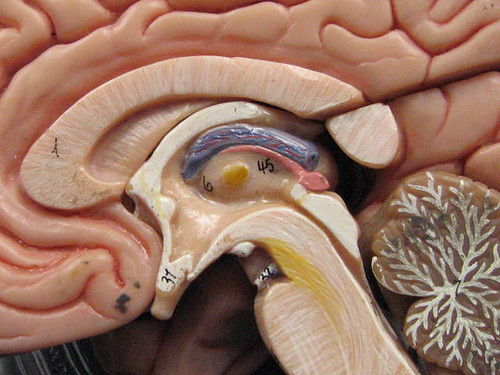 Brain Health Foods: Best Proven Choices for Better Memory
