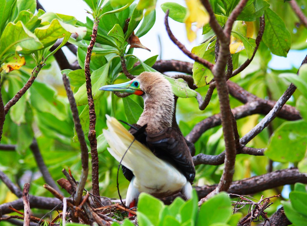 Seabird family tree reveals worst plastic accumulation species